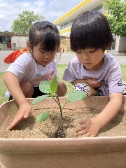 大きくな〜れ🫑🍅🍆🥒